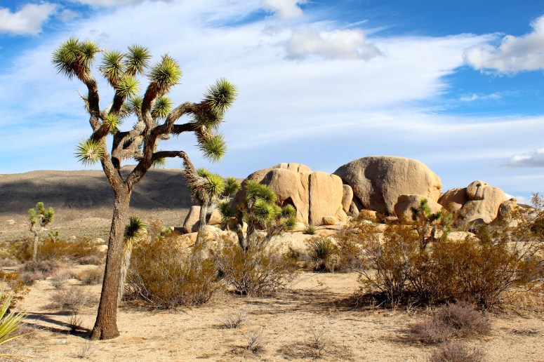 joshua-tree-national-park-mojave-desert-rocks-landscape-73820